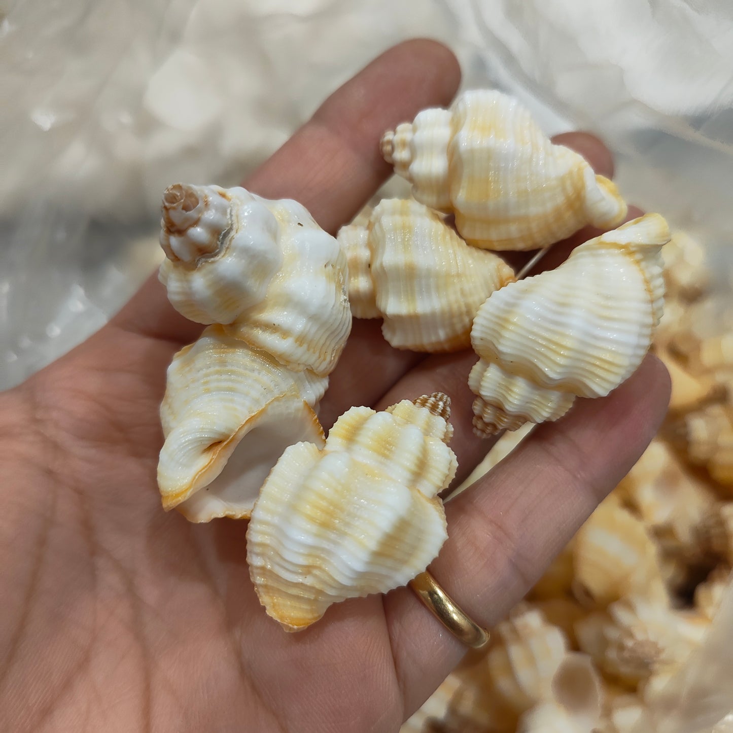 sea shells
sea shells for resin art
shells for ocean resin art
shells for resin works
shells for resin ocean art
wholesale prices shells in online
insane craft supplies
resin art shells near me