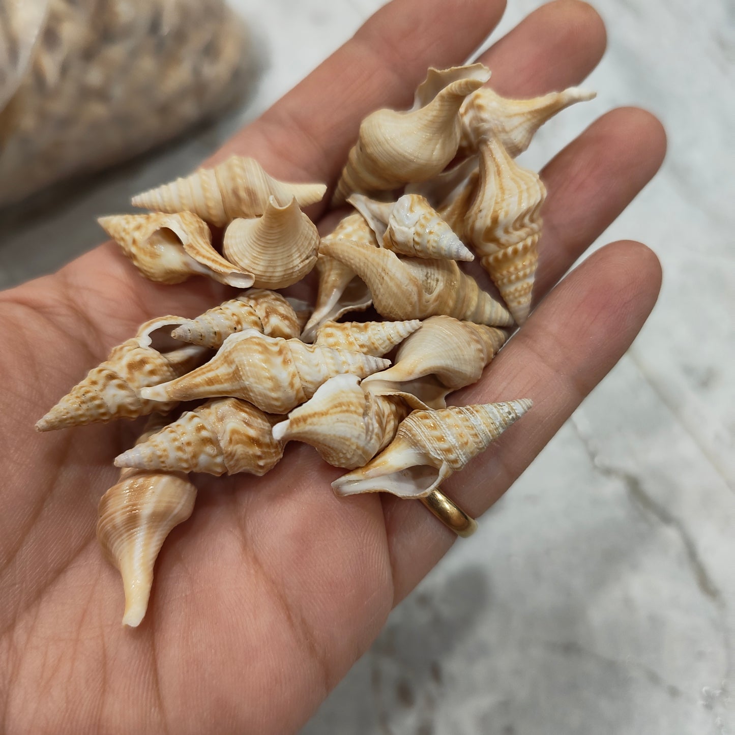sea shells
sea shells for resin art
shells for ocean resin art
shells for resin works
shells for resin ocean art
wholesale prices shells in online
insane craft supplies
resin art shells near me
