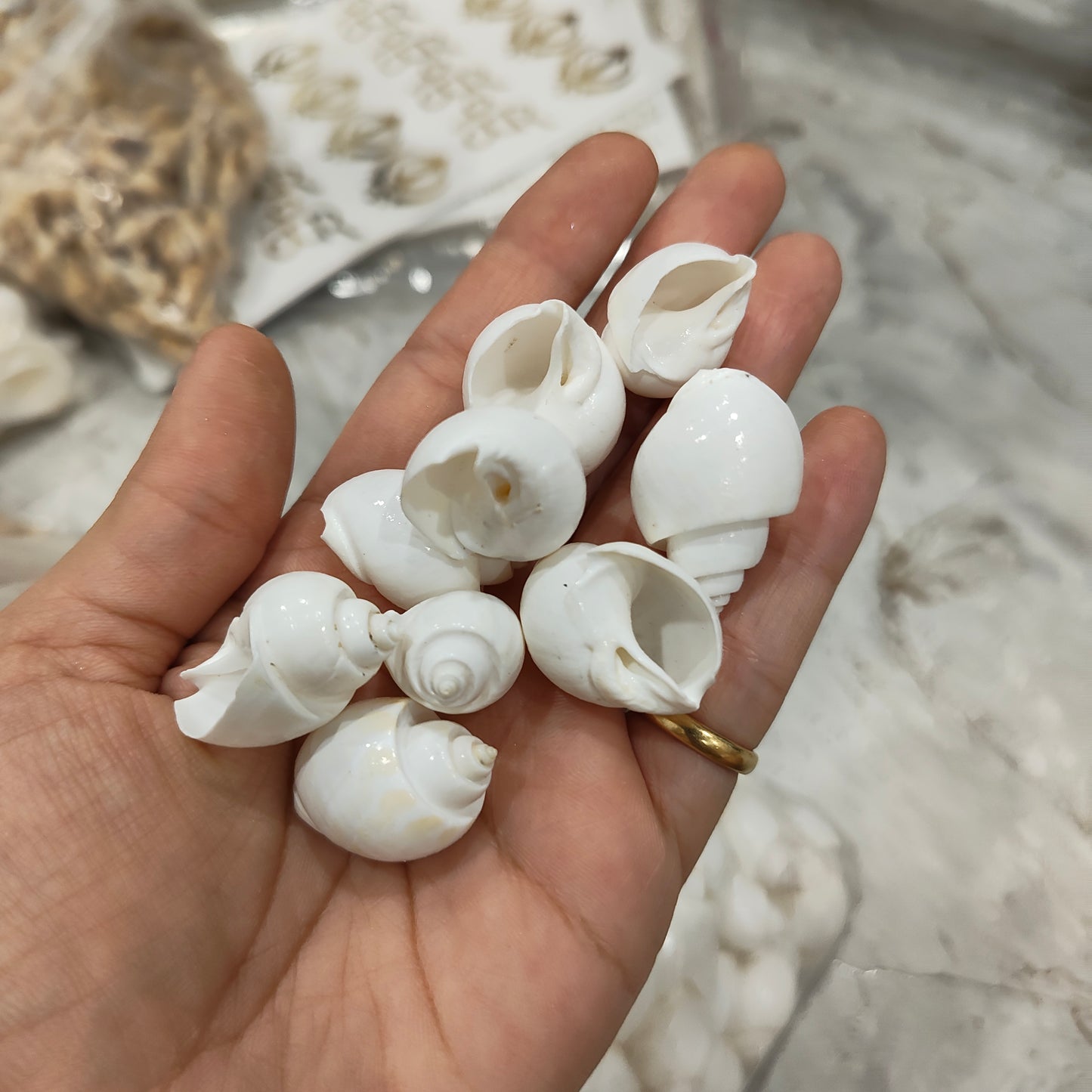 sea shells
sea shells for resin art
shells for ocean resin art
shells for resin works
shells for resin ocean art
wholesale prices shells in online
insane craft supplies
resin art shells near me