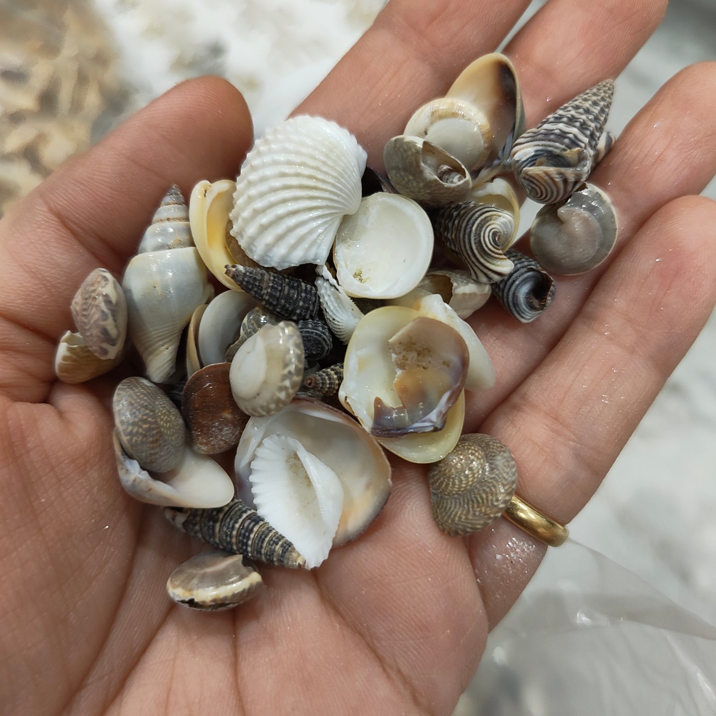 sea shells
sea shells for resin art
shells for ocean resin art
shells for resin works
shells for resin ocean art
wholesale prices shells in online
insane craft supplies
resin art shells near me