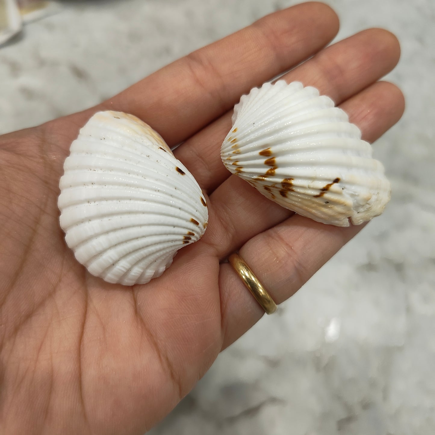 sea shells
sea shells for resin art
shells for ocean resin art
shells for resin works
shells for resin ocean art
wholesale prices shells in online
insane craft supplies
resin art shells near me
