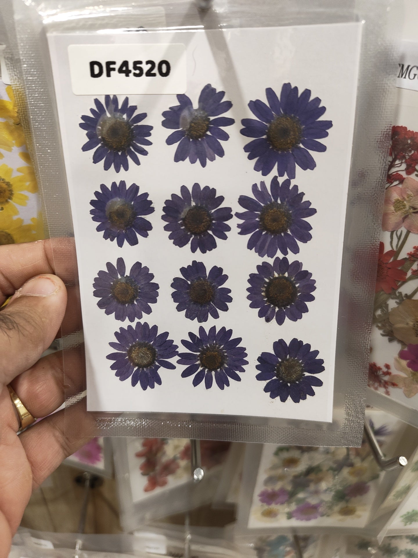 Pressed Daisy flower
Dry daisy flower