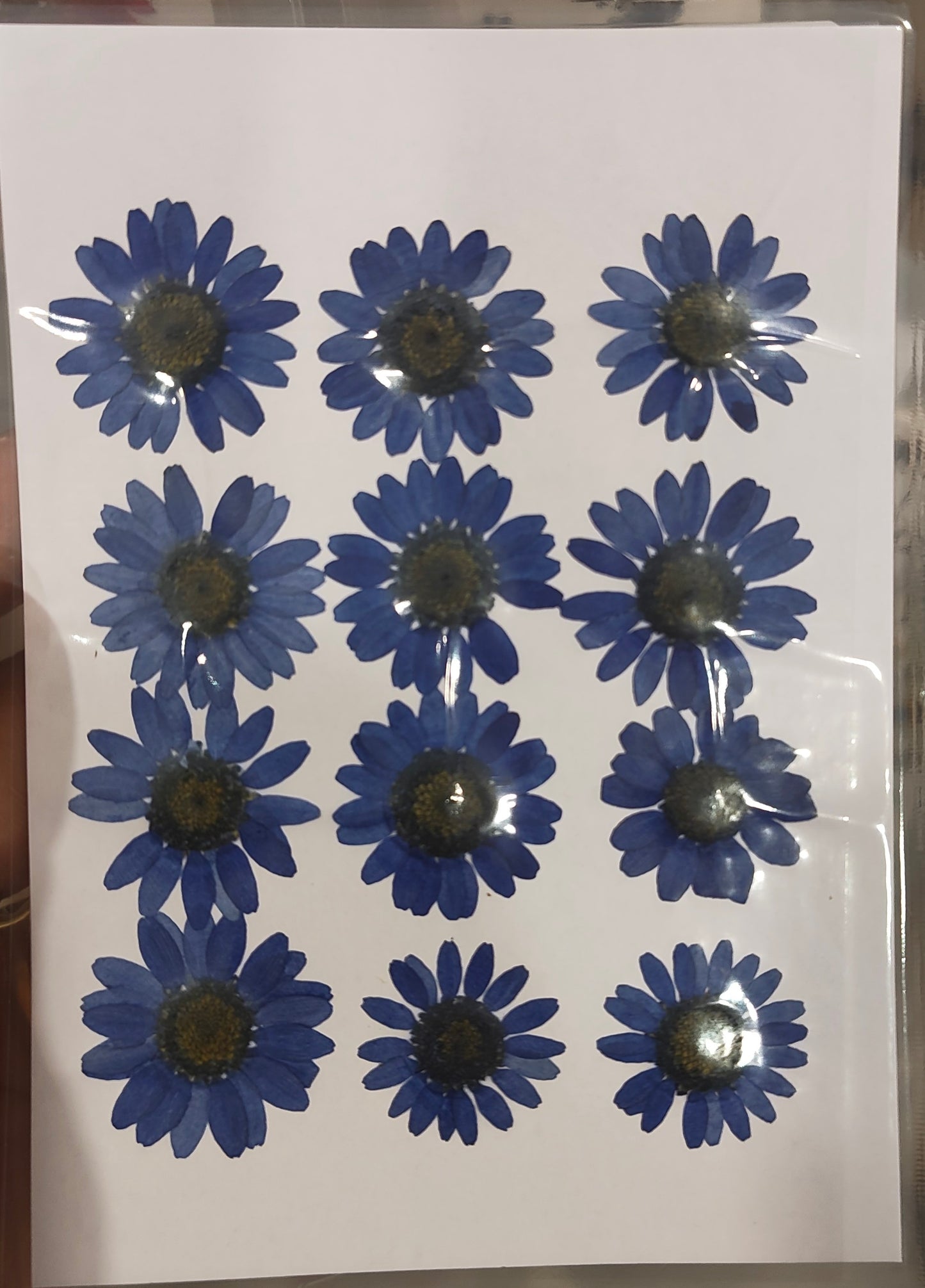 Daisy flower
Pressed Daisy flower
Blue daisy flower
Dry daisy flower
