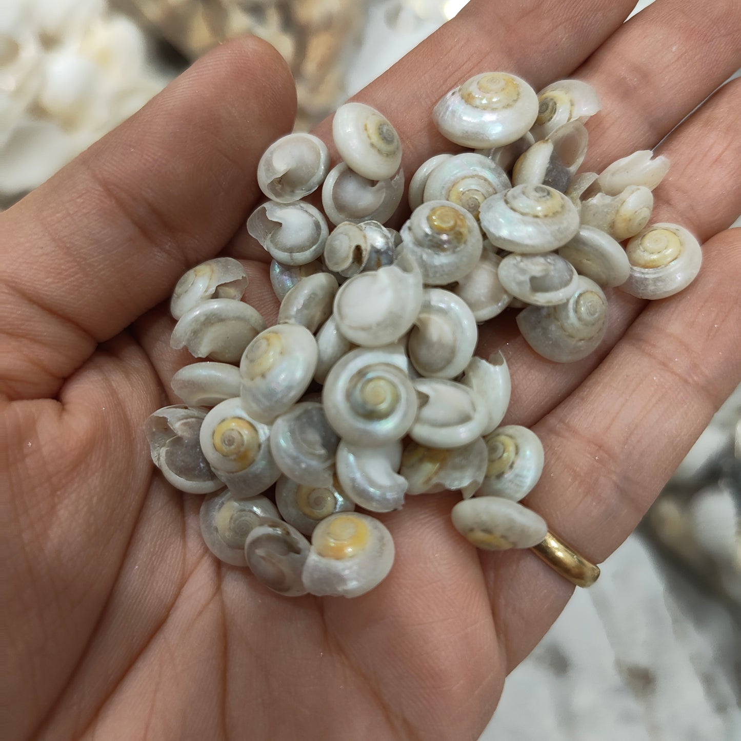 sea shells
sea shells for resin art
shells for ocean resin art
shells for resin works
shells for resin ocean art
wholesale prices shells in online
insane craft supplies
resin art shells near me