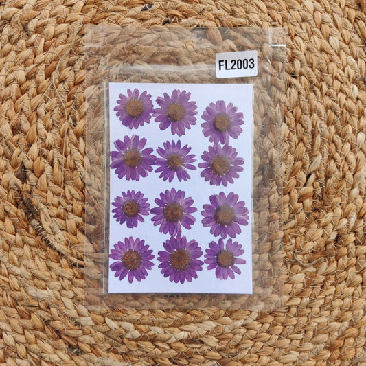 FL2004 pressed flower purple daisy