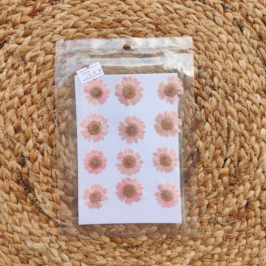 FL2009 pressed flower baby pink daisy