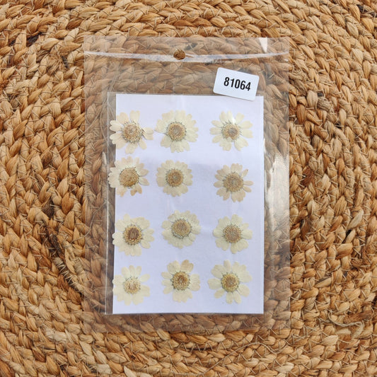 pressed flower White Daisy