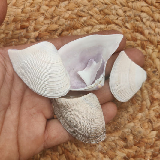 Sea Shell Design 15