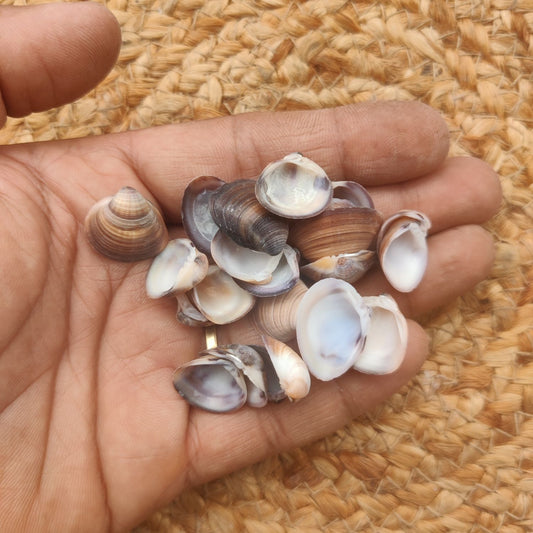 Sea Shell Design 18