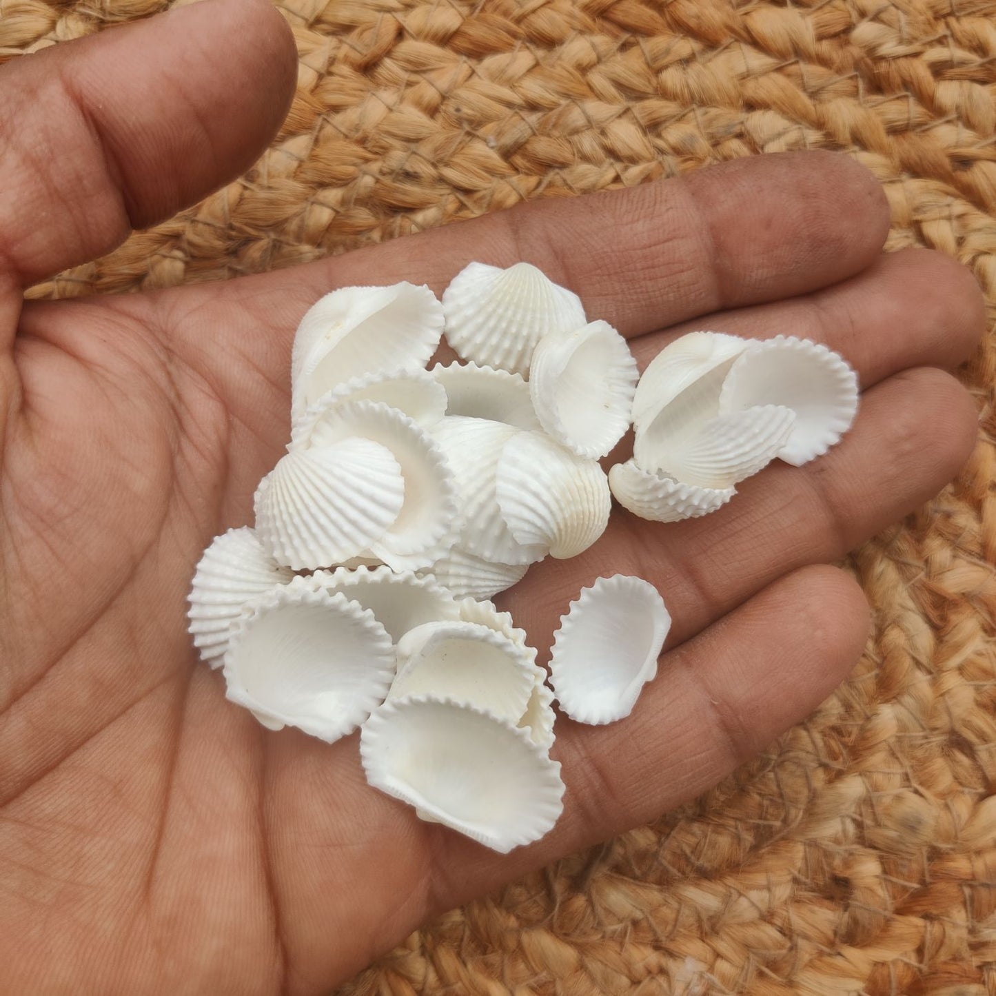 Sea Shell Design 10