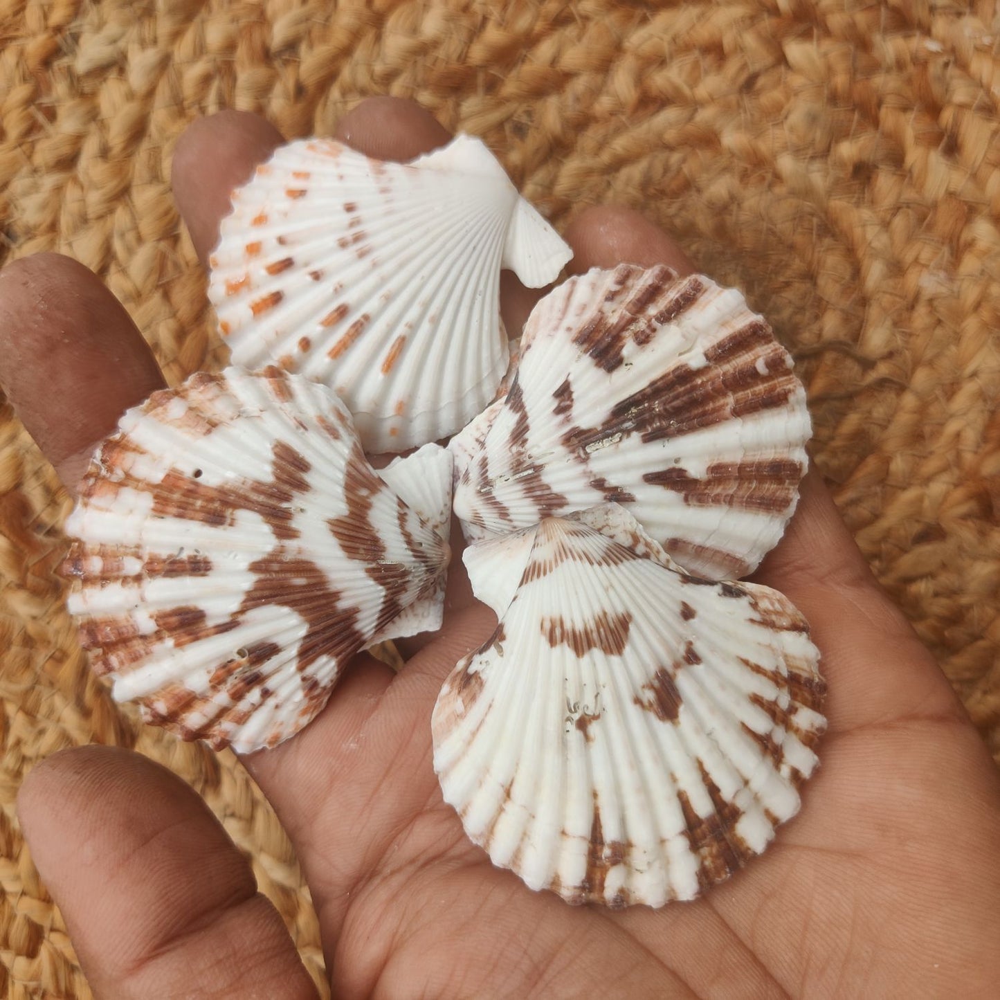 Sea Shell Design 7