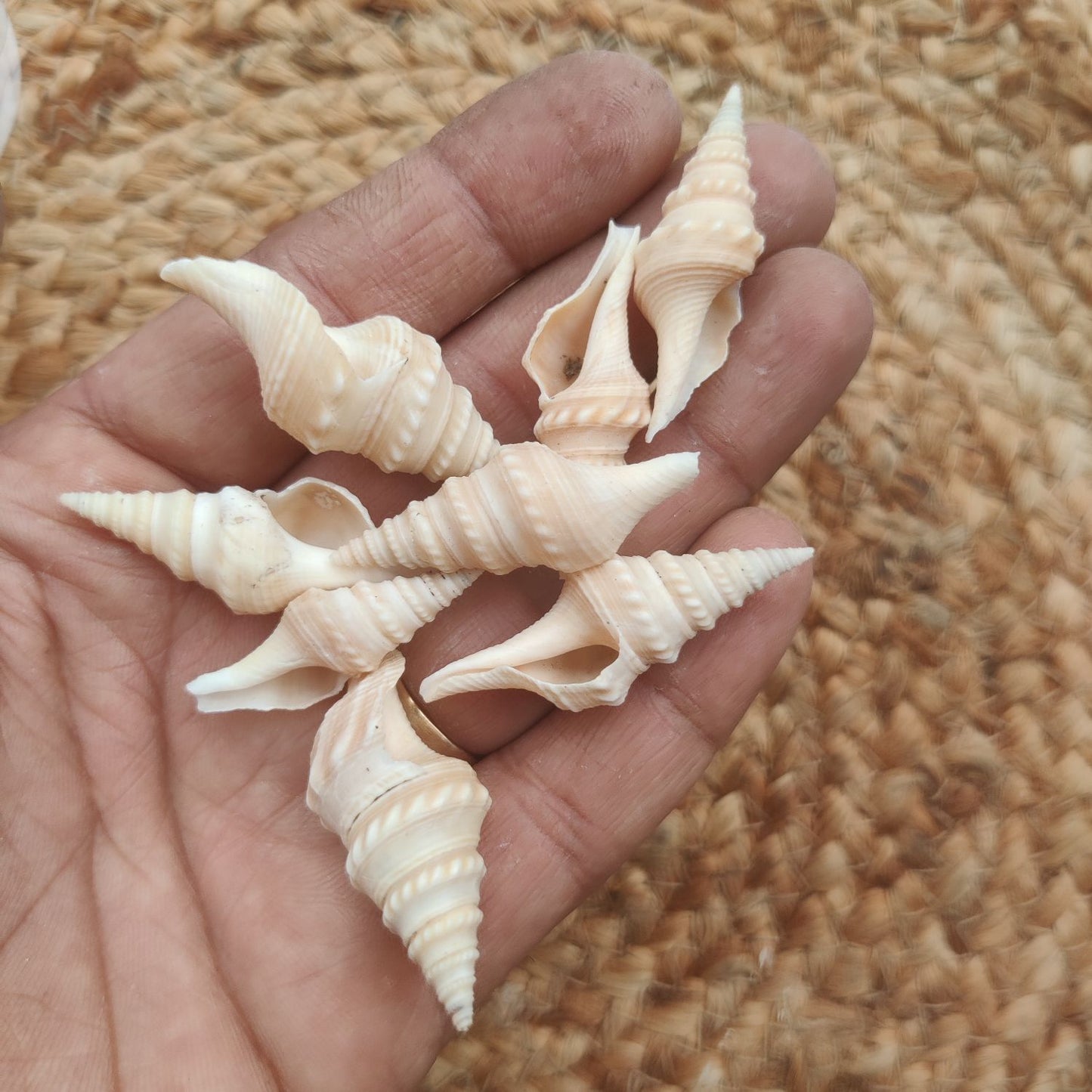 Sea Shell Design 19