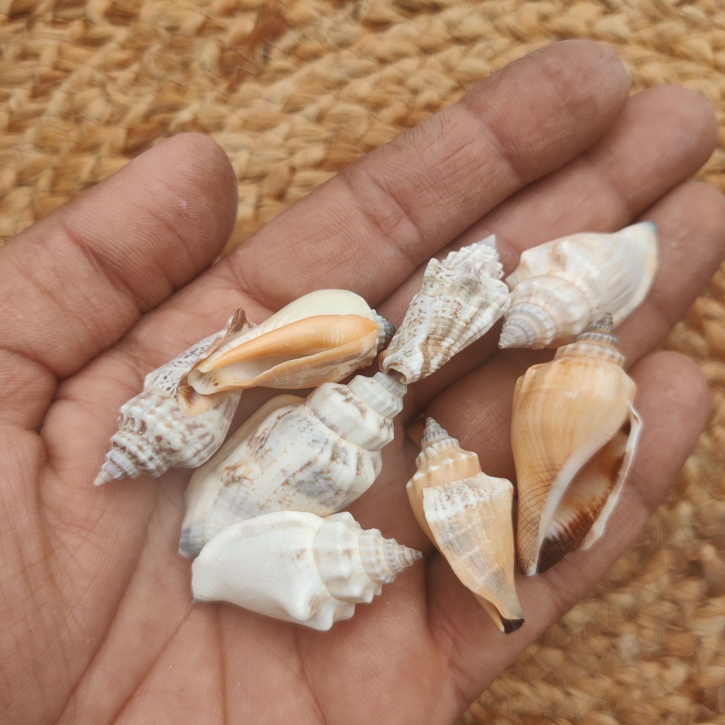 Sea Shell Design 16