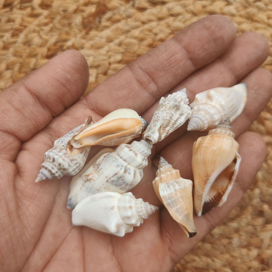 Sea Shell Design 16