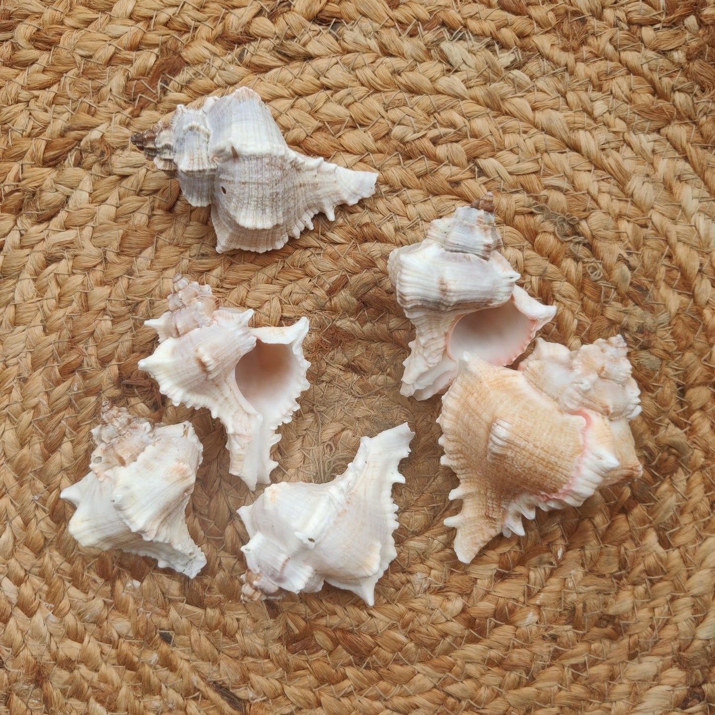 Sea Shell Design 4