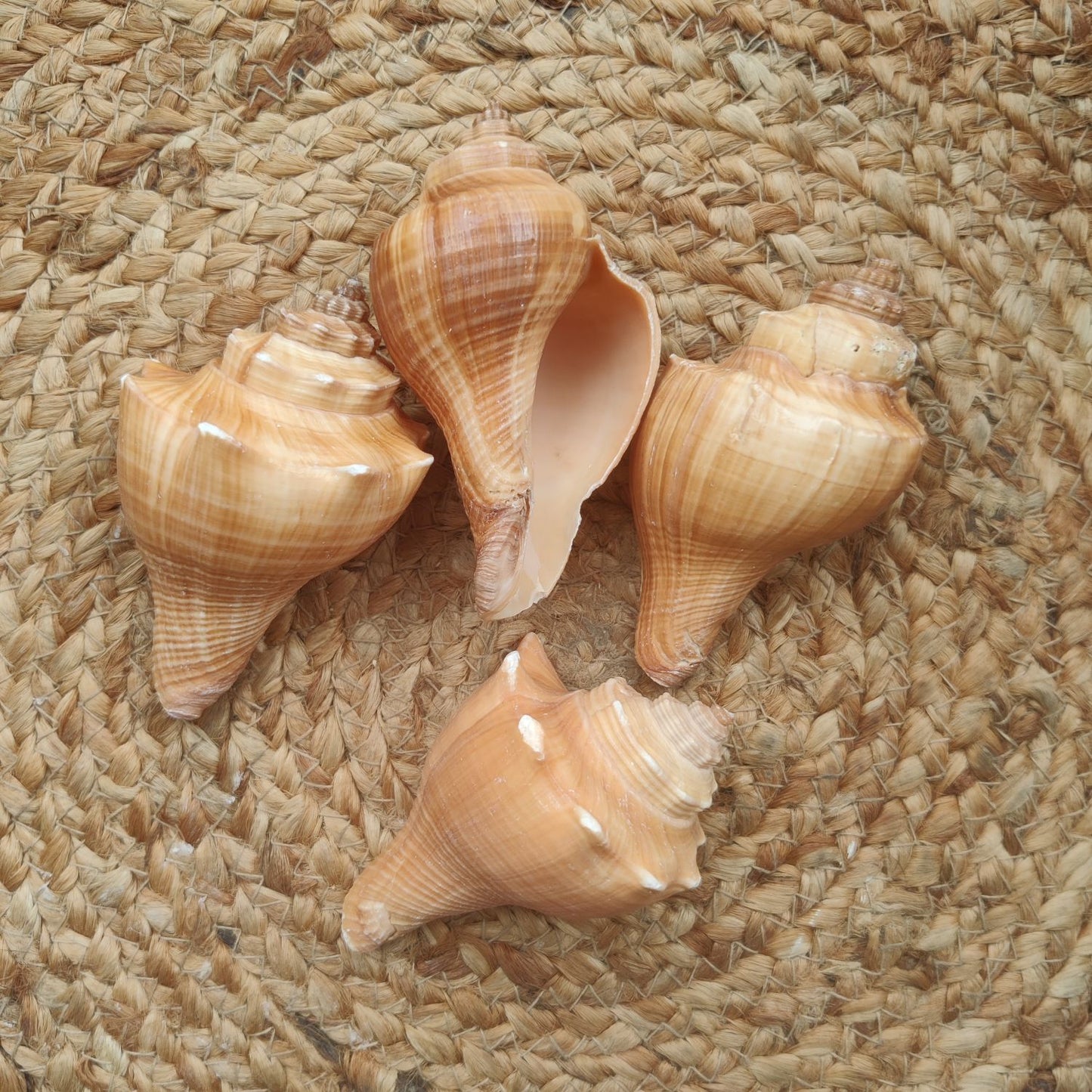 Sea Shell Design 6