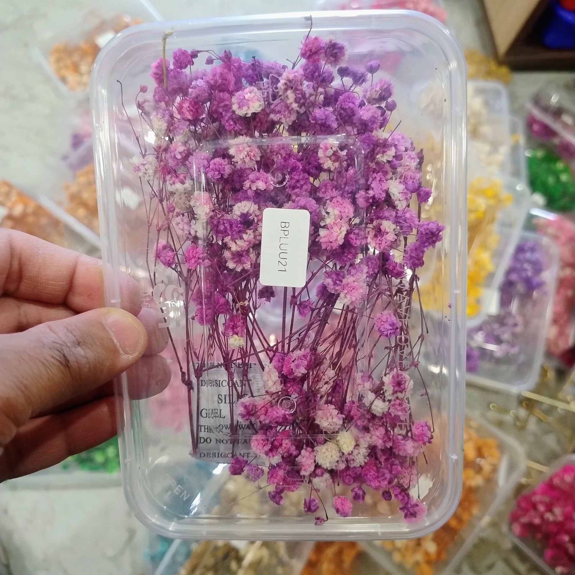 Gypsy flower purple 