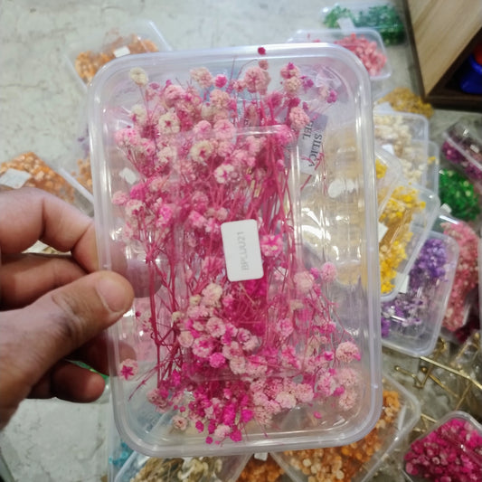 Gypsy flower dark pink