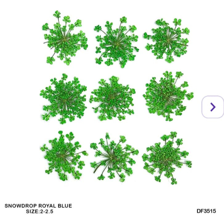 dry flower
dry flower for resin
pressed flower
pressed flower used in resin
pressed dry flower
flower used in resin 
dry flower used in resin
resin dry flower
wholesale dry flower used in resin
wholesale resin art material
resin art material near me
insane craft supplies
wholesale resin art material in india 
wholesale resin art material in delhi 
wholesale resin art material in mumbai
wholesale resin art material in chandigarh
Daisy Pressed Flower