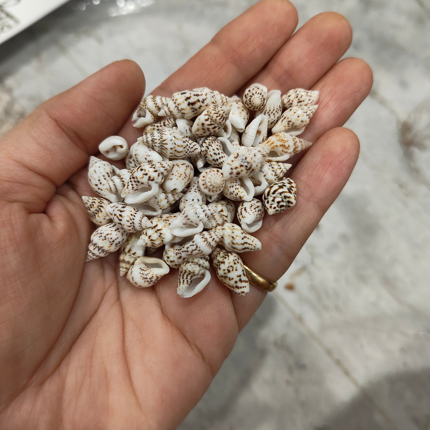 sea shells
sea shells for resin art
shells for ocean resin art
shells for resin works
shells for resin ocean art
wholesale prices shells in online 
insane craft supplies
resin art shells near me