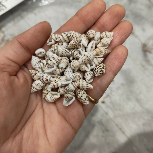 sea shells
sea shells for resin art
shells for ocean resin art
shells for resin works
shells for resin ocean art
wholesale prices shells in online 
insane craft supplies
resin art shells near me