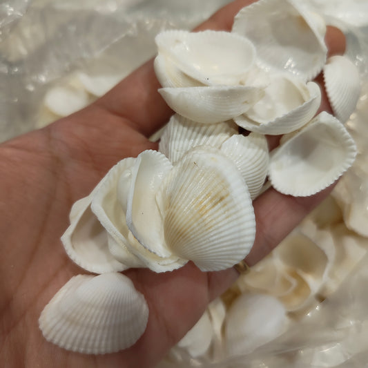 sea shells
sea shells for resin art
shells for ocean resin art
shells for resin works
shells for resin ocean art
wholesale prices shells in online 
insane craft supplies
resin art shells near me