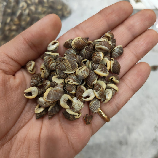 sea shells
sea shells for resin art
shells for ocean resin art
shells for resin works
shells for resin ocean art
wholesale prices shells in online 
insane craft supplies
resin art shells near me