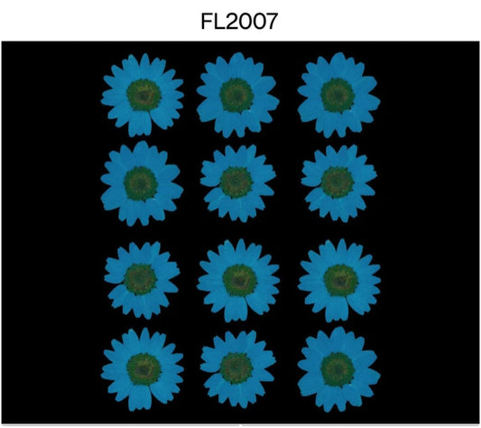 Daisy Pressed Flower FL2007