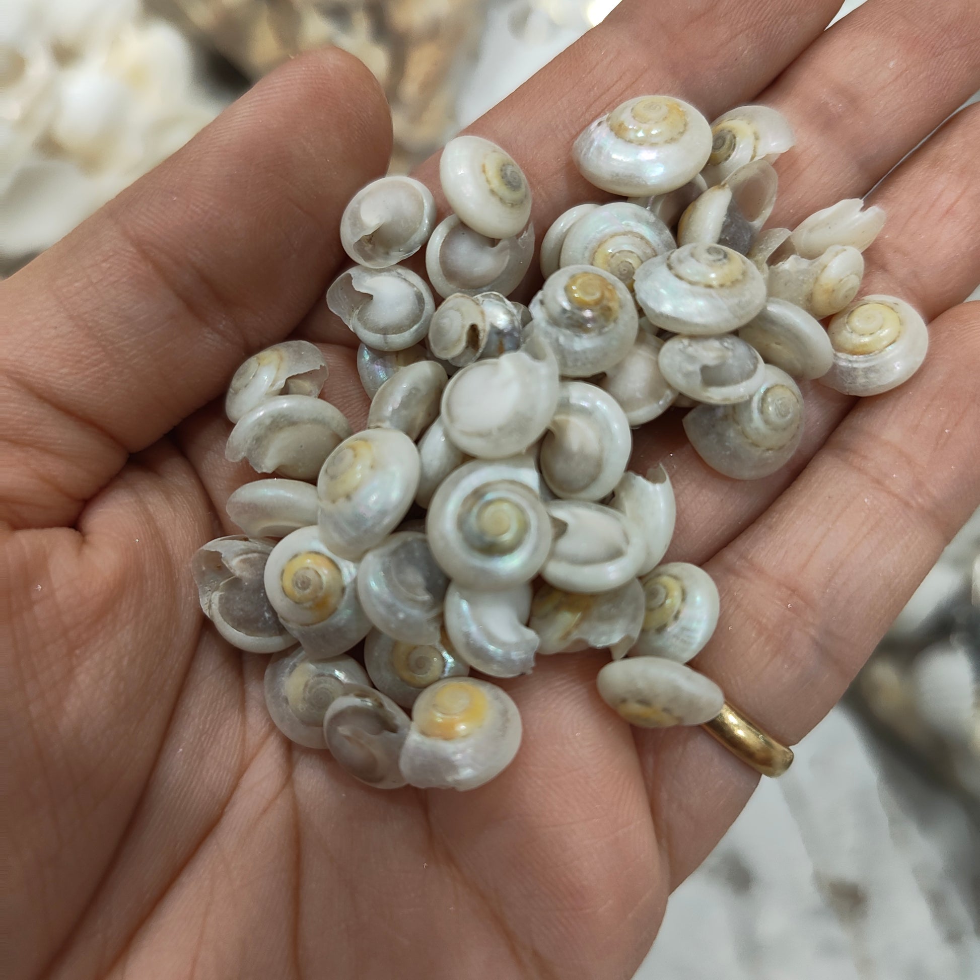 sea shells
sea shells for resin art
shells for ocean resin art
shells for resin works
shells for resin ocean art
wholesale prices shells in online 
insane craft supplies
resin art shells near me
